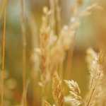 村上春樹がノーベル文学賞をまたも逃す