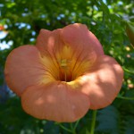 GR DIGITAL III フォト日記ーノウゼンカズラ