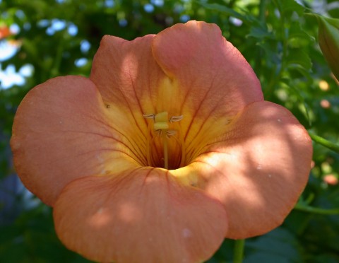 GR DIGITAL III フォト日記ーノウゼンカズラ